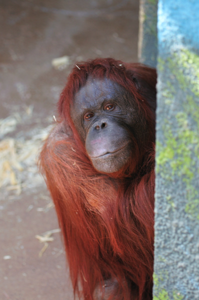 Phoenix Zoo
