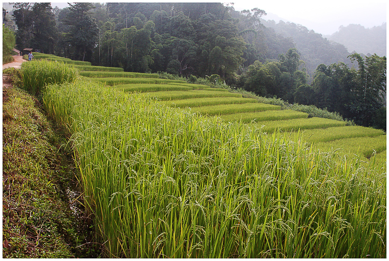 Rice fields on terace, Mae Hong Son