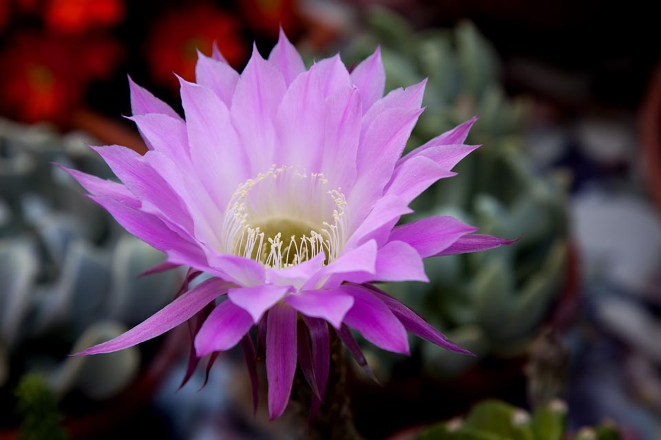 Cactus flower