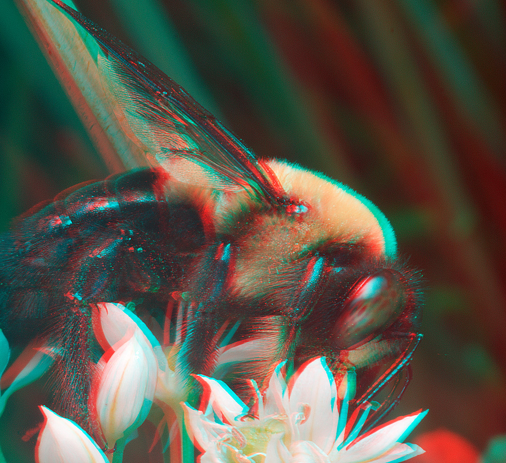 Bumblebee 6872.jpg