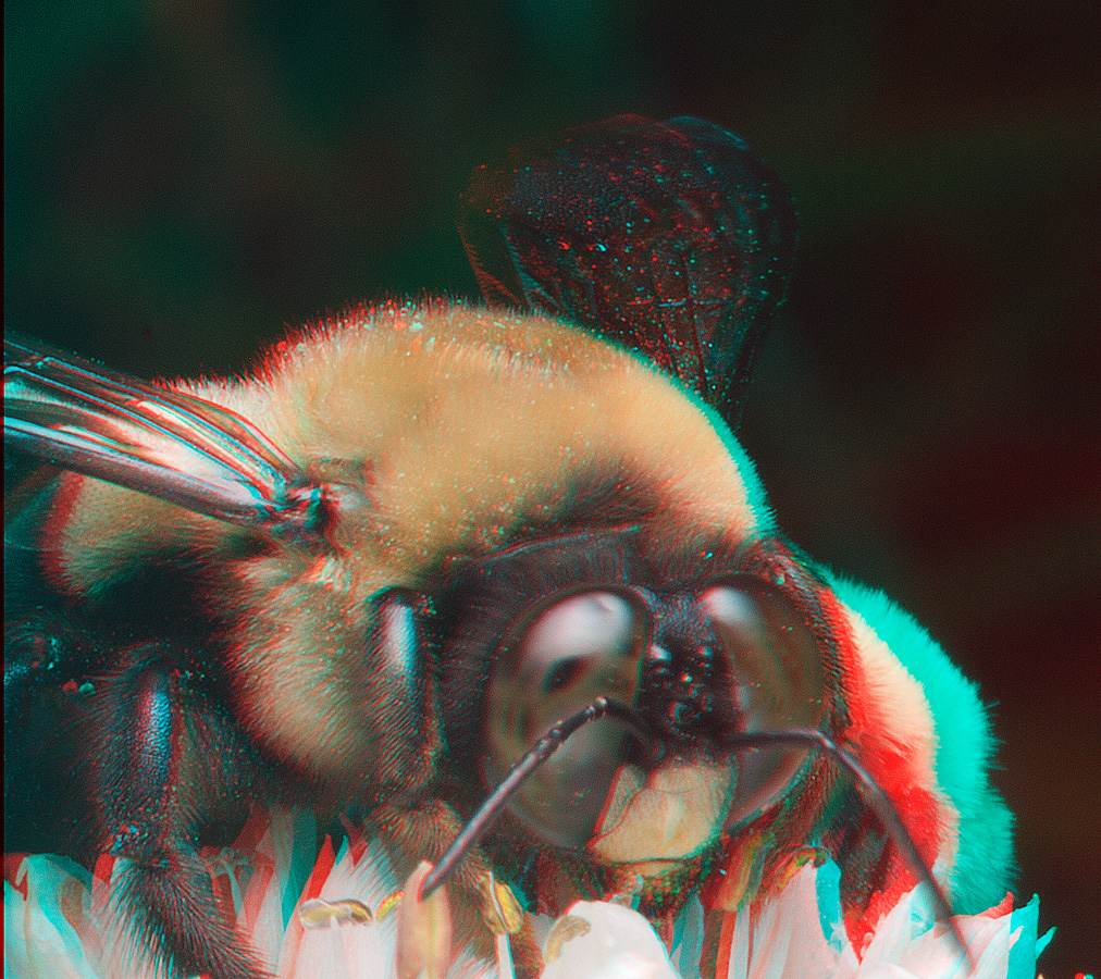 Bumblebee 6882.jpg