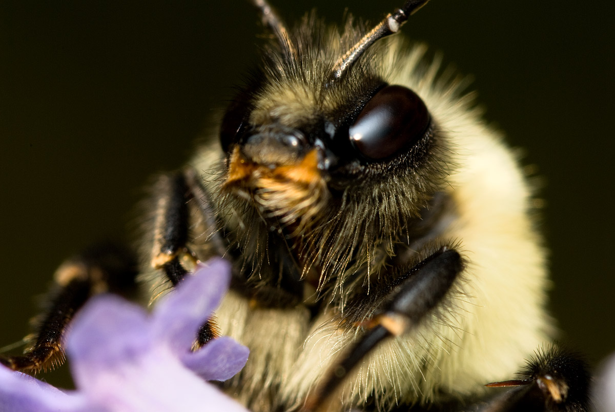 Bees in lavender 4798 (V68)