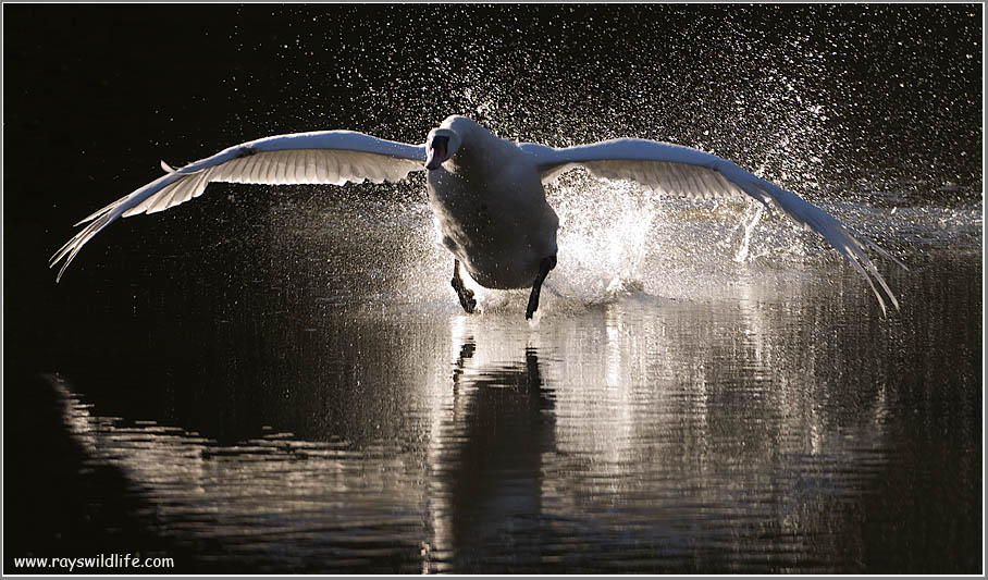 Mute Swan Attacking 17
