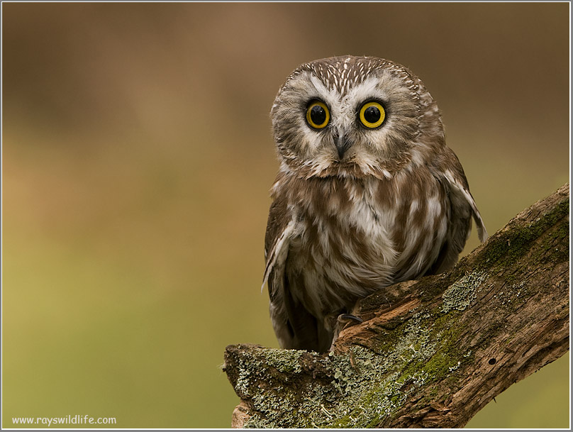Northern Saw-whet Owl   (captive)