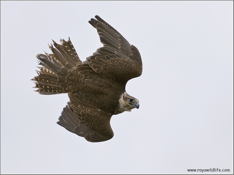 Gorans Saker Falcon    (captive)