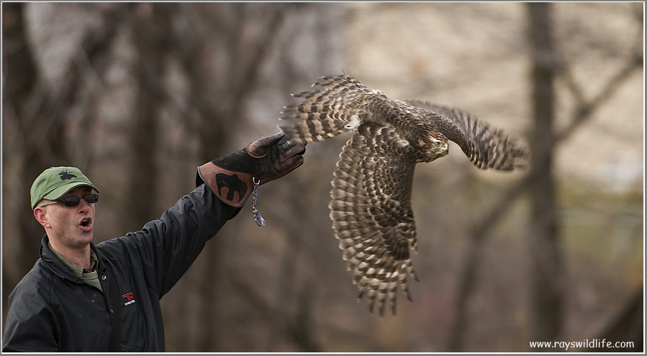 Dions Goshawk  with Goran on the glove  (captive)