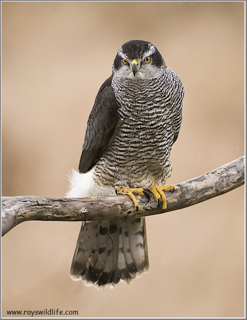 Dions Goshawk   (captive)