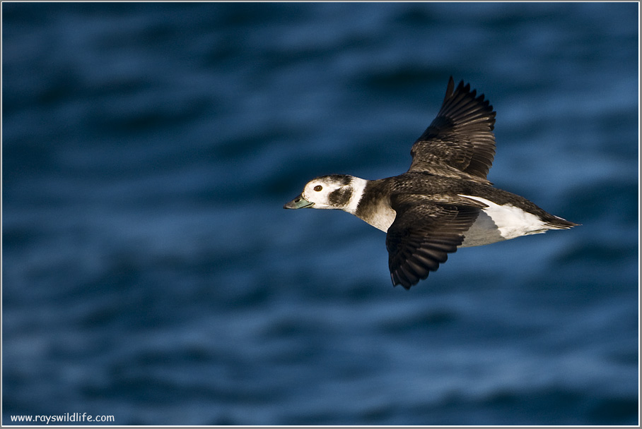Long-tailed Duck in Flight 32