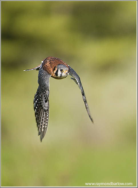 American Kestrel  (captive)