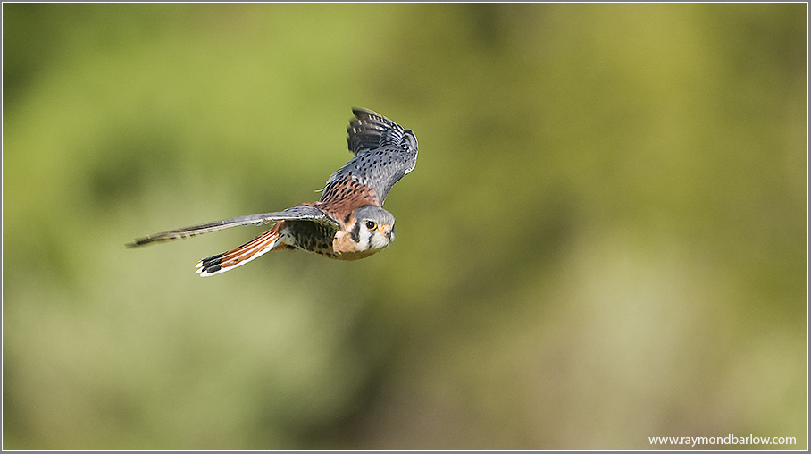 American Kestrel  (captive)