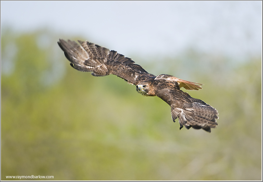 Red-tailed Hawk   (captive)