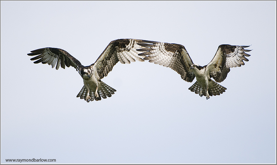 Osprey