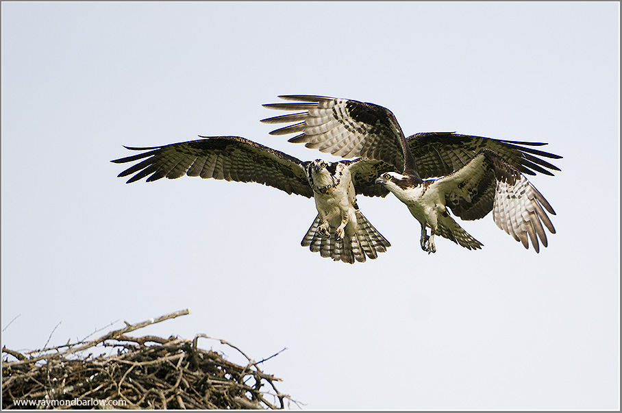 Osprey in Flight