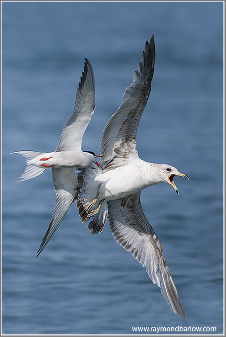 Common Tern after a Ring-billed Gull