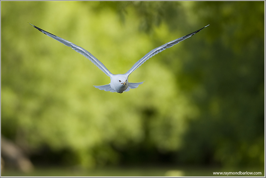 Ring-billed Gull in Flight