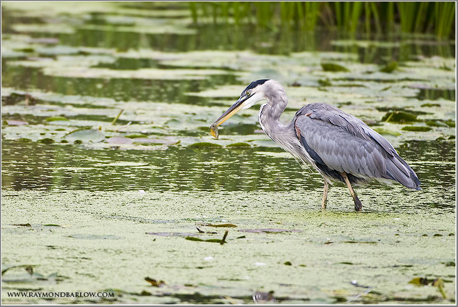 Great Blue Heron