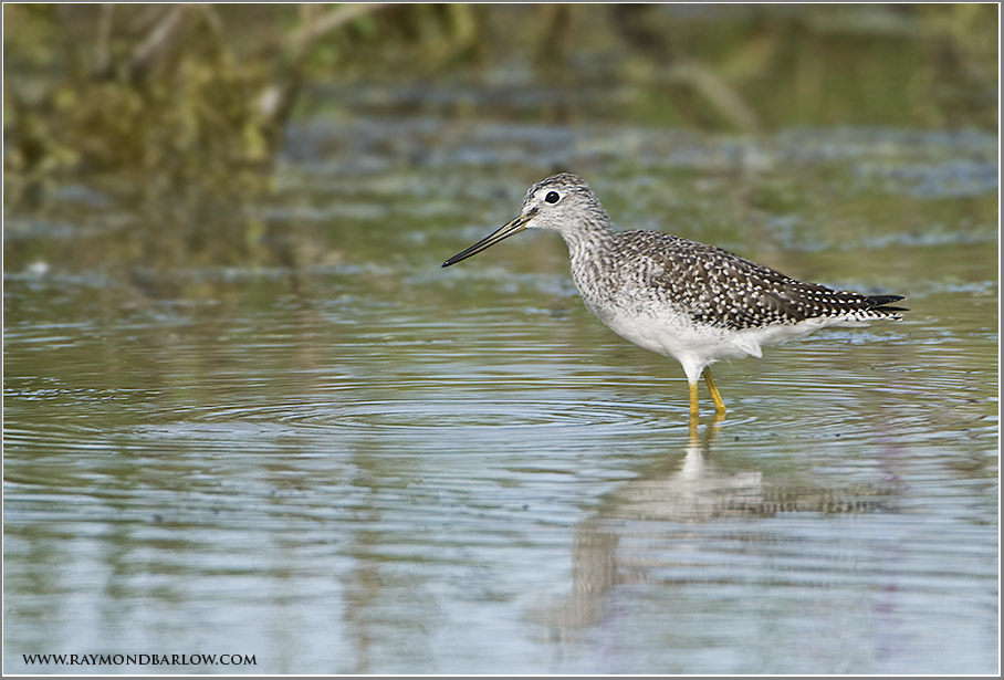 yellow legs