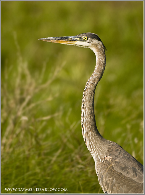 Great Blue Heron