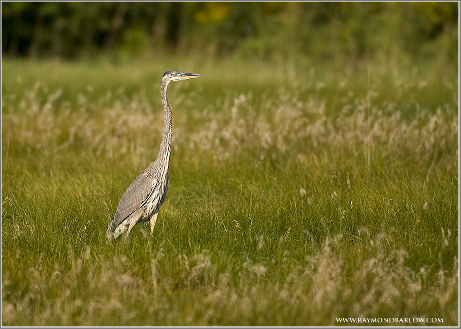 Great Blue Heron