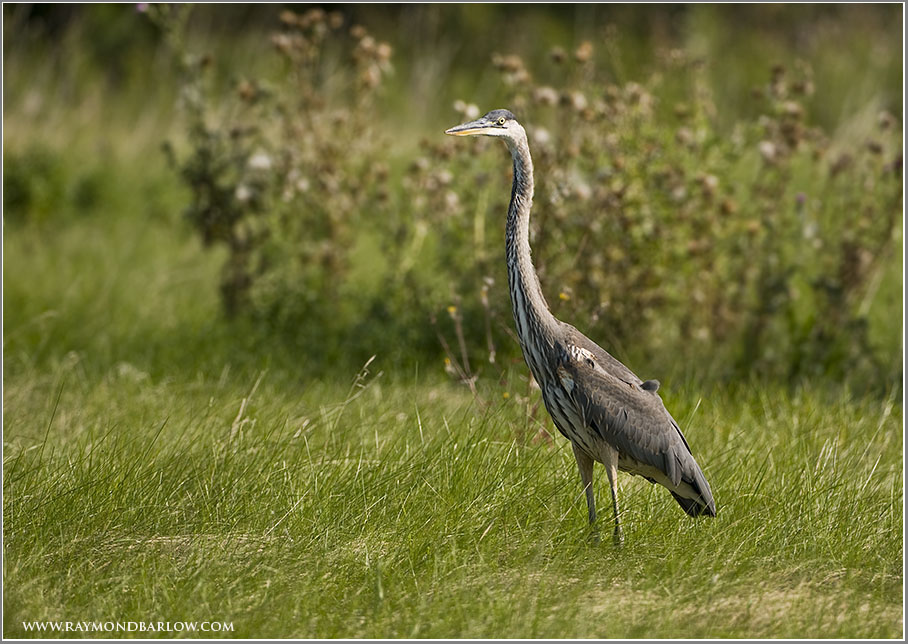 Great Blue Heron
