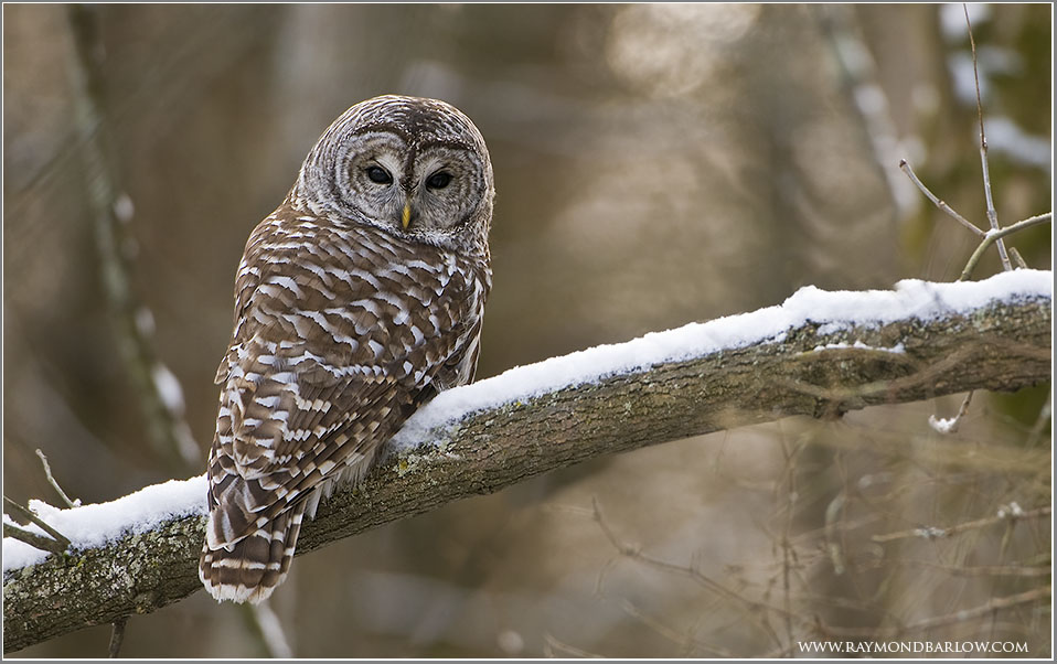 Barred Owl