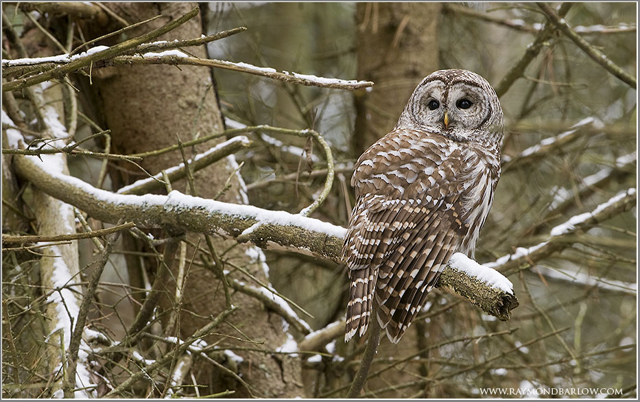 Barred Owl