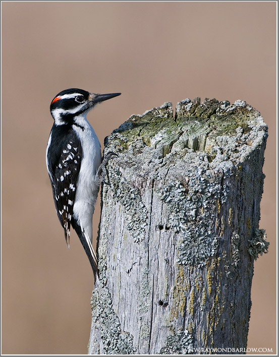 Hairy Woodpecker 