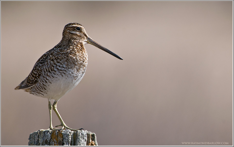 Snipe
