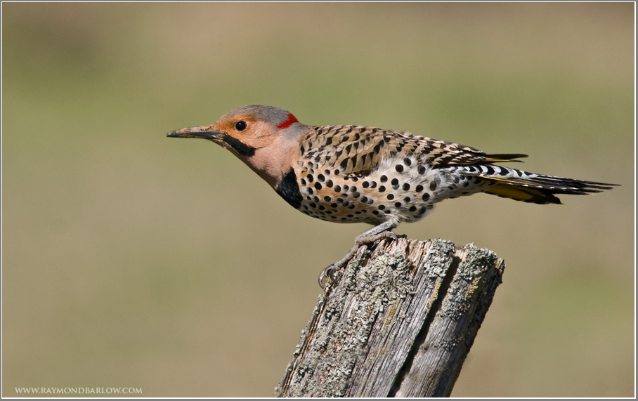 Northern Flicker