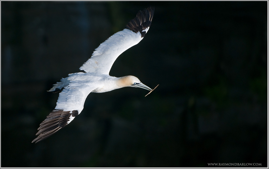 Northern Gannet in flight