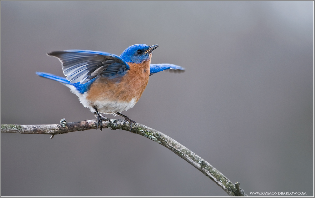 Eastern Bluebird