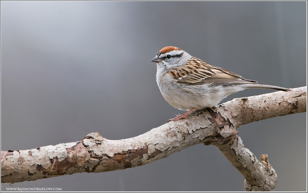 Chipping Sparrow
