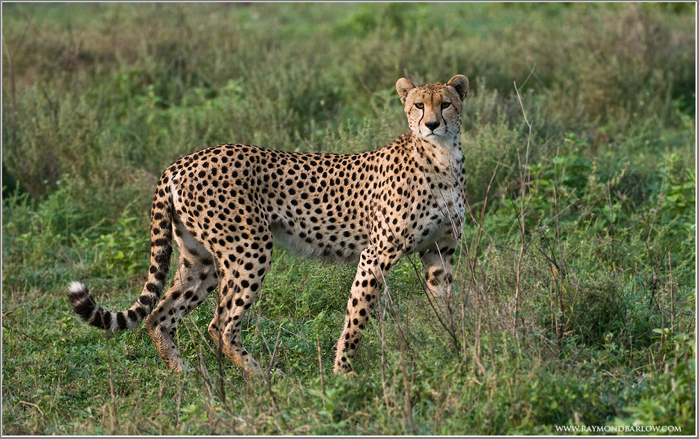 Cheetah Hunting!