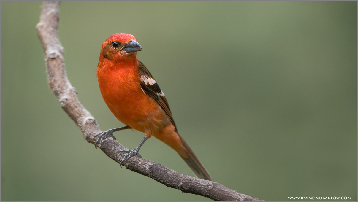 Flame-colored Tanager