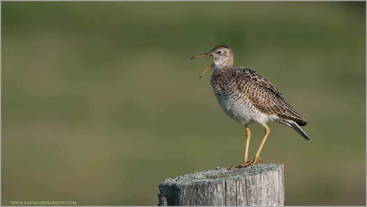 Upland Sandpiper 