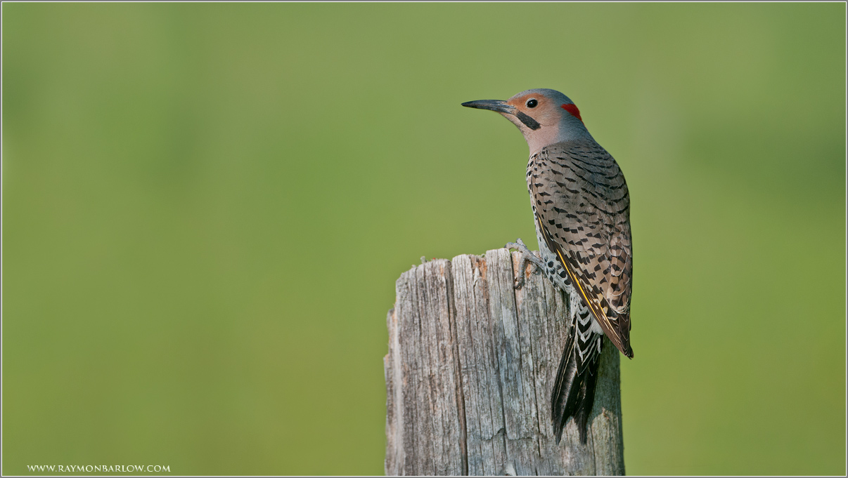 Northern Flicker 