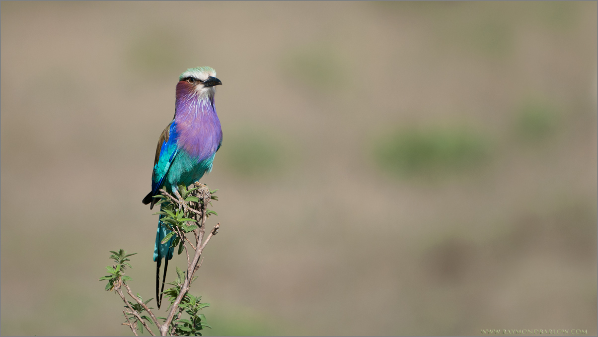 Lillac Breasted Roller
