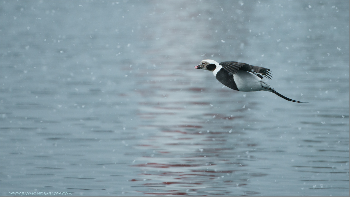 Long-tailed Duck in Flight 