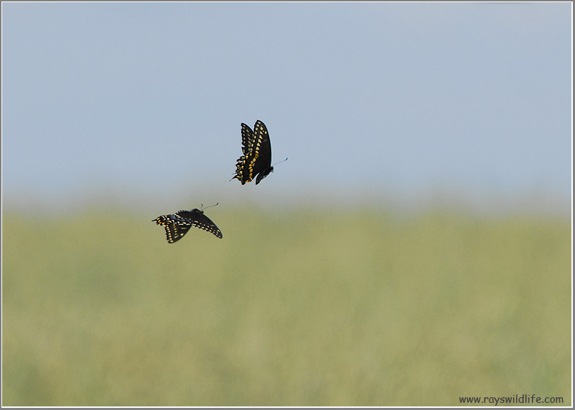 Black Swallowtail (Papilio polyxenes) 24