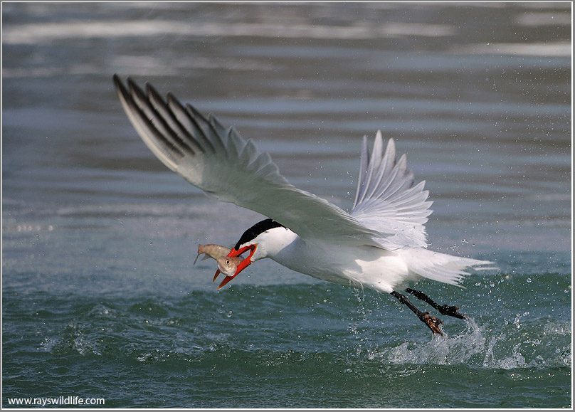 Caspian Tern snags one!