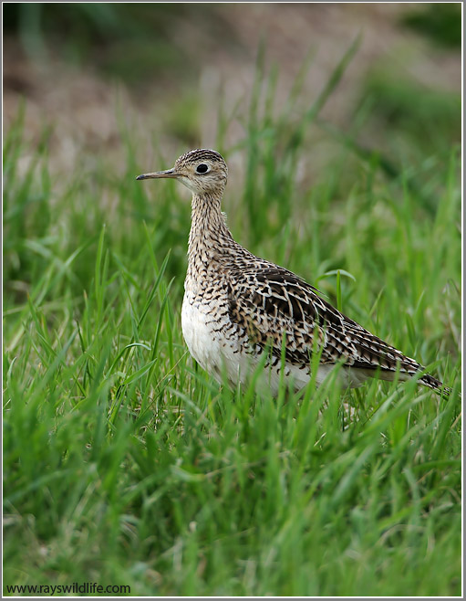 Upland Sandpiper