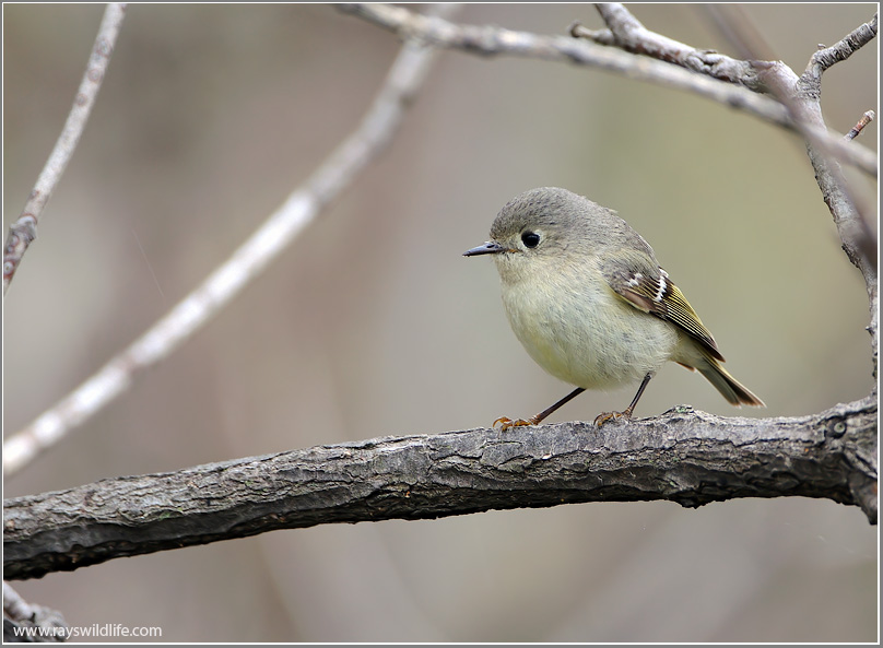 Ruby Crowned Kinglet (I think) 2