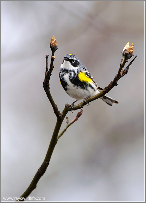 Yellow-rumped Warbler 5