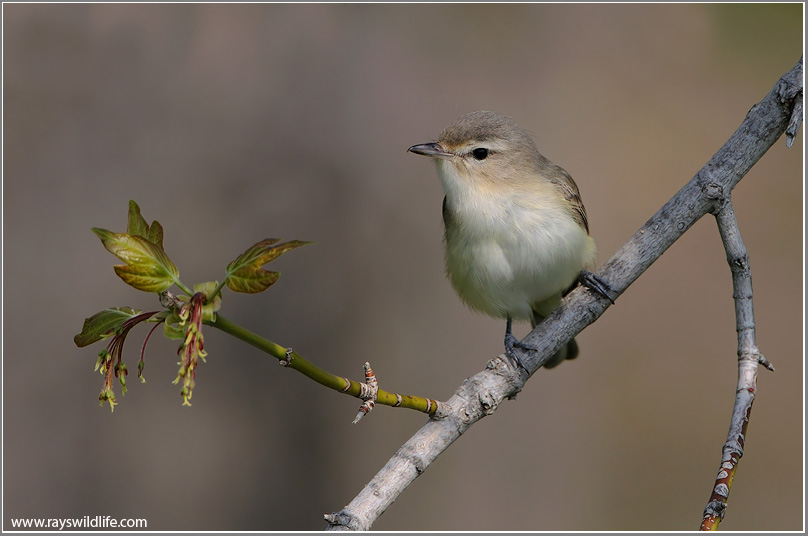 Warbling Vireo 14