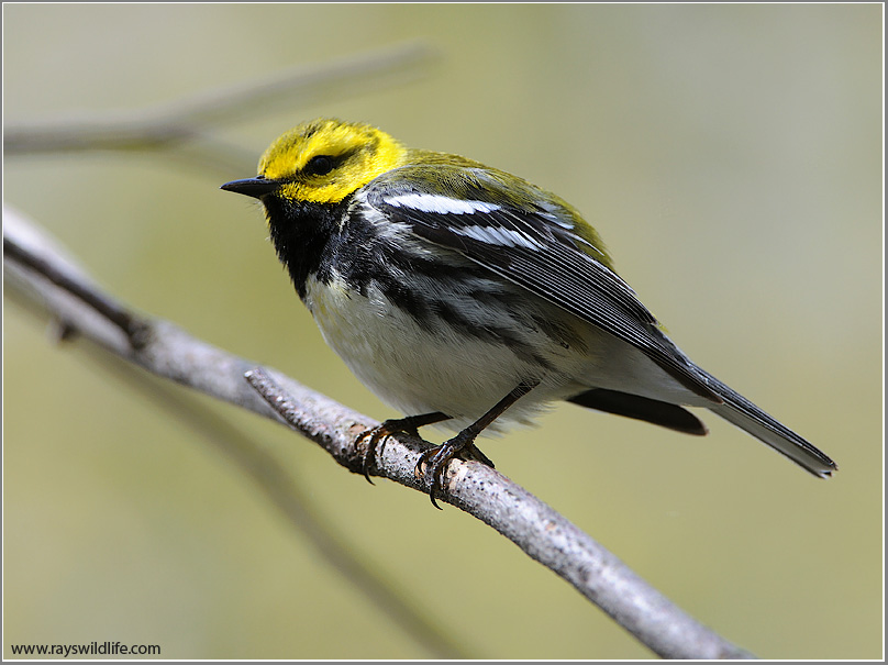 Black-throated Green Warbler 2