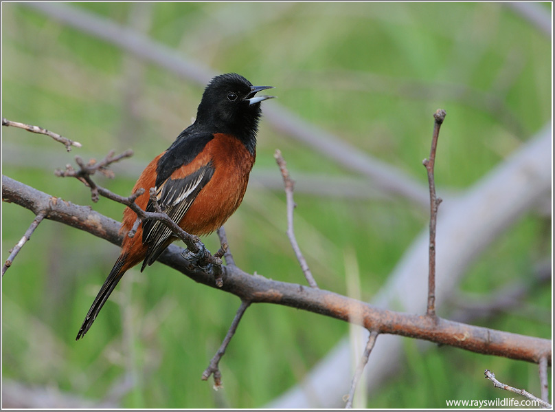 Orchard Oriole 1