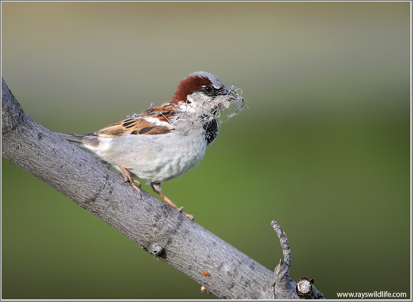 Tree Sparrow