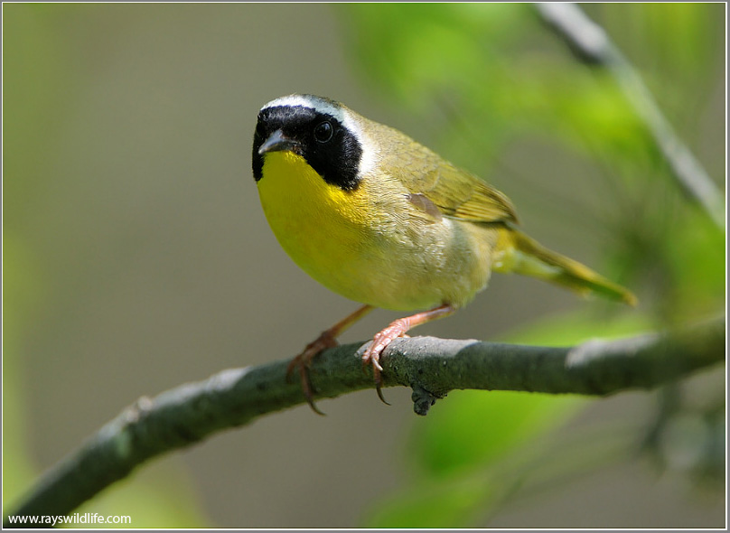 Common Yellowthroat 11