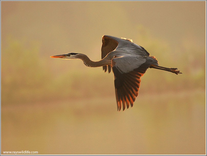 Great Blue Heron in Flight