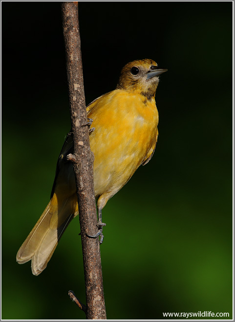 Baltimore Oriole 10